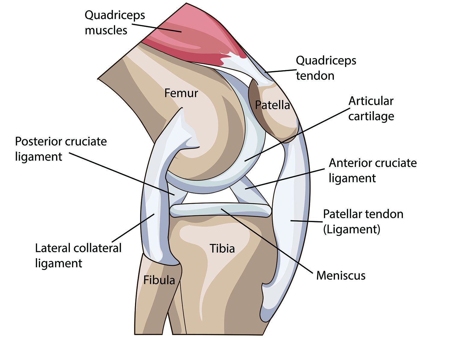 Структура колена человека